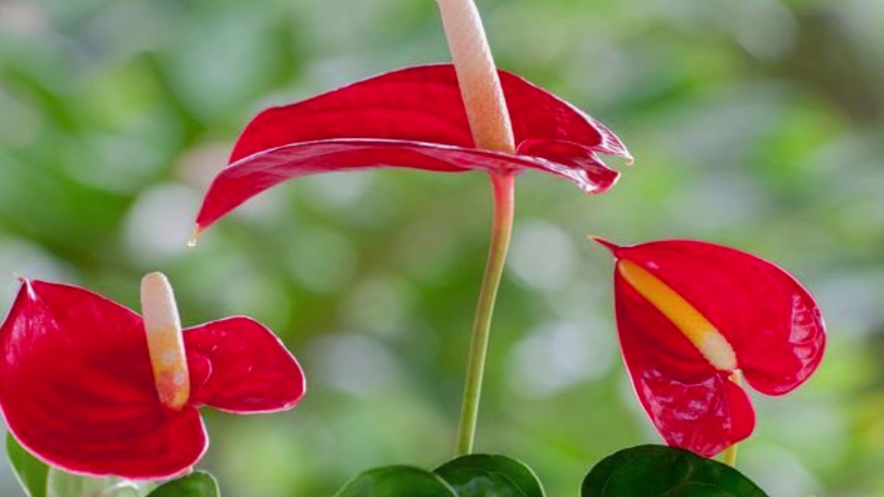 Saskaņā ar ķīniešu kultūru, kur jāstāda sarkanais anthurijs, lai piesaistītu veiksmi un pārpilnību 2026. gadā?