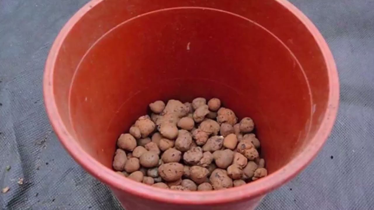 Kāds ir mērķis pievienot sīkus akmentiņus citronkoka augsnei?