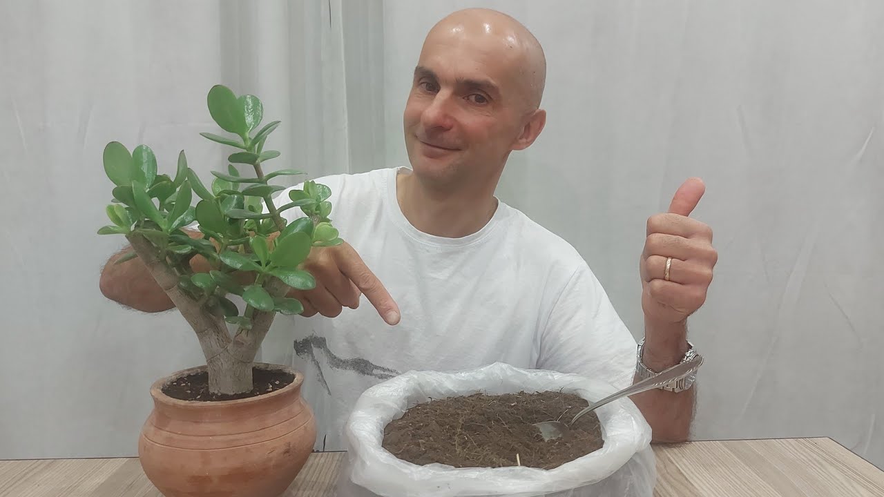 Kāds ir mērķis pievienot sīkus akmentiņus citronkoka augsnei?