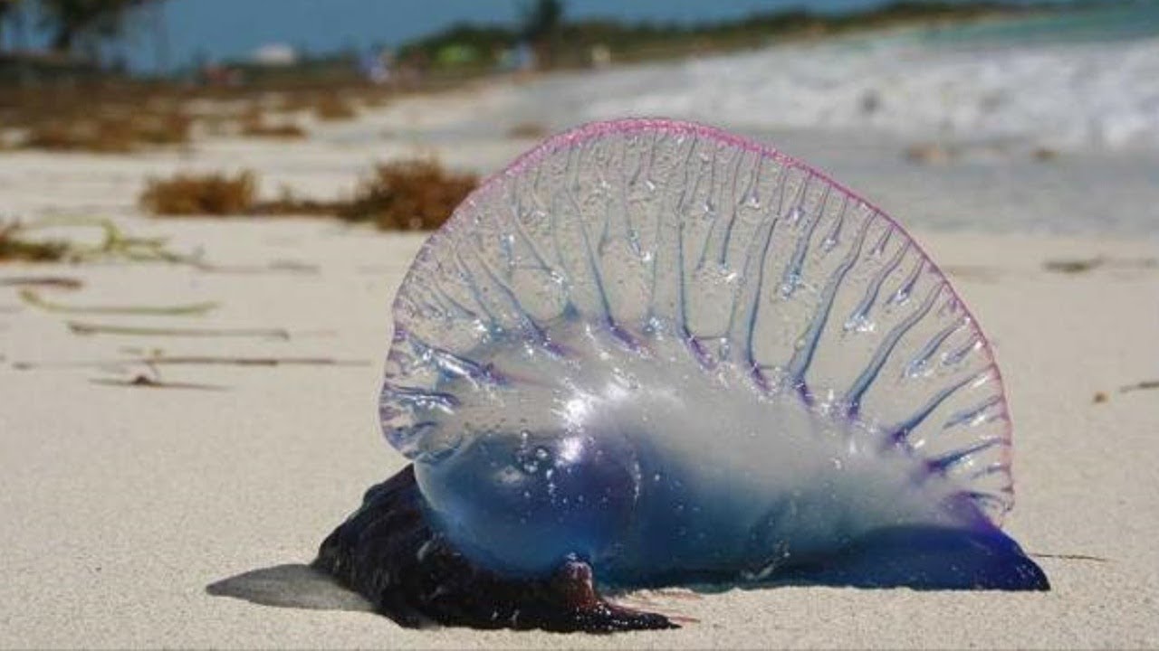 Vai tas ir dzīvs vai miris — nav nozīmes: kā atpazīt portugāļu kuģīti un ko darīt, ja tas jūs ir sadzēlis.