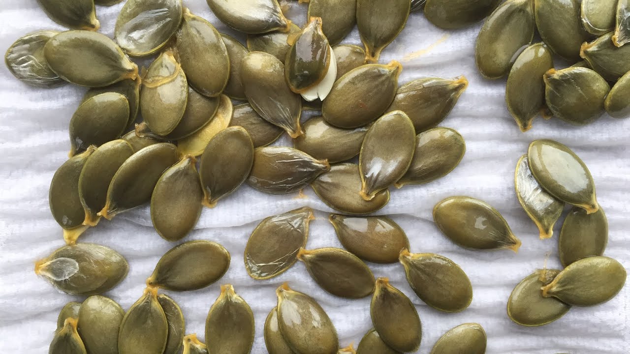 Ja jums ir ķirbju sēklas, nemetiet tās prom: kā tās atkārtoti izmantot augu stādīšanai.