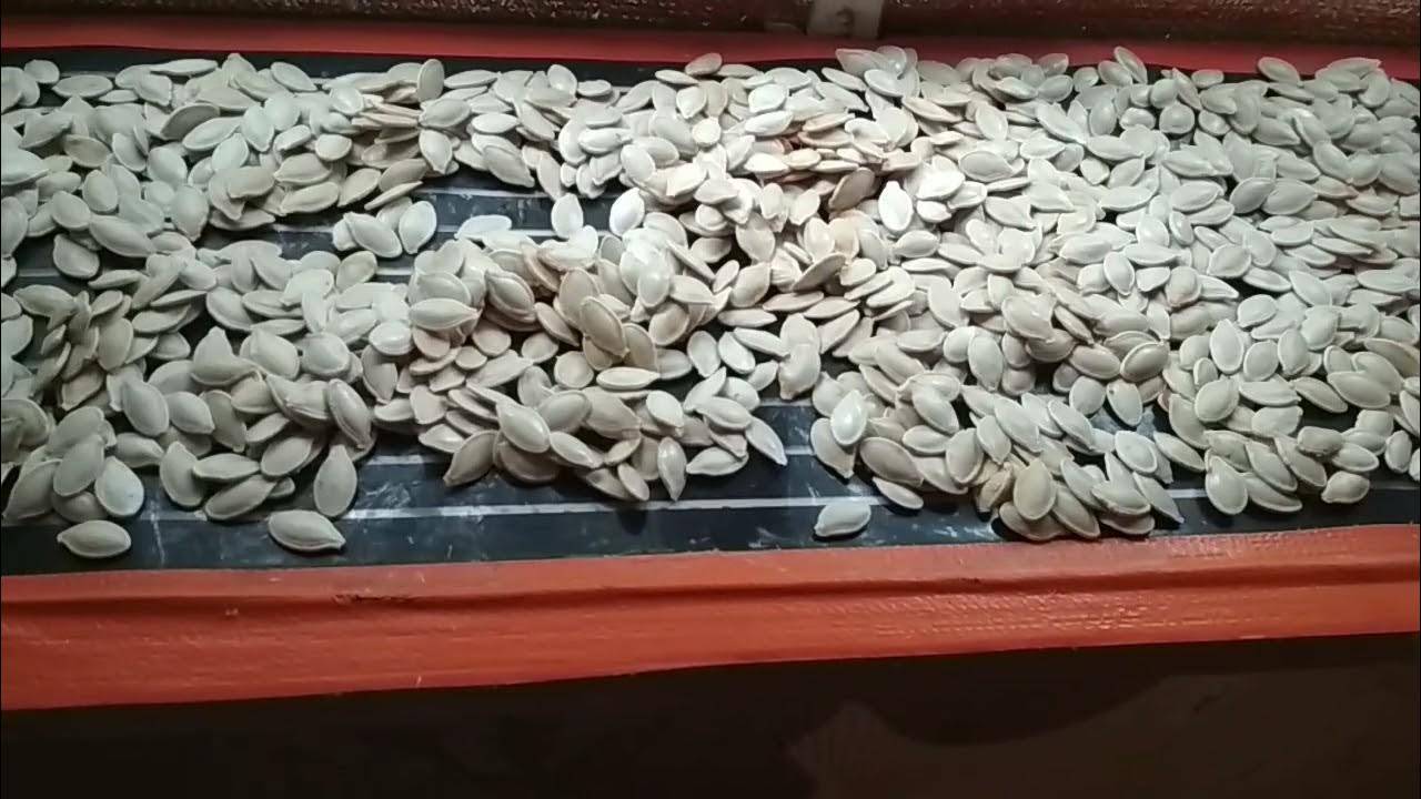 Ja jums ir ķirbju sēklas, nemetiet tās prom: kā tās atkārtoti izmantot augu stādīšanai.