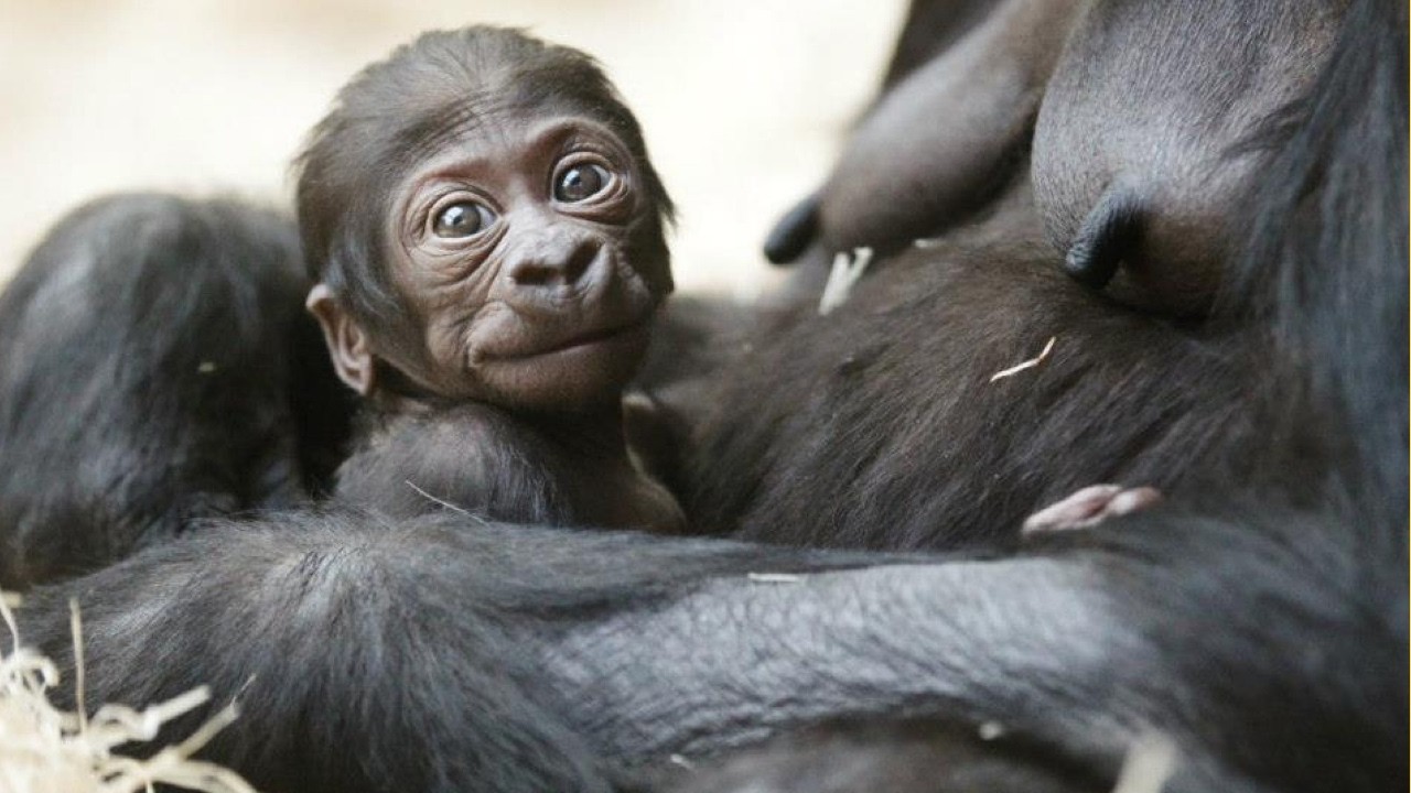 Zinātnieki nevar noticēt: šajā Andalūzijas zoodārzā apmeklētāju acu priekšā piedzima izmirstošas sugas mazulis.