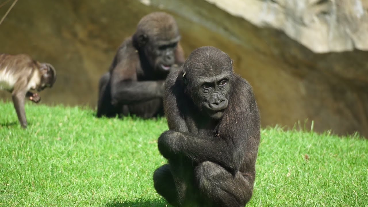 Zinātnieki nevar noticēt: šajā Andalūzijas zoodārzā apmeklētāju acu priekšā piedzima izmirstošas sugas mazulis.