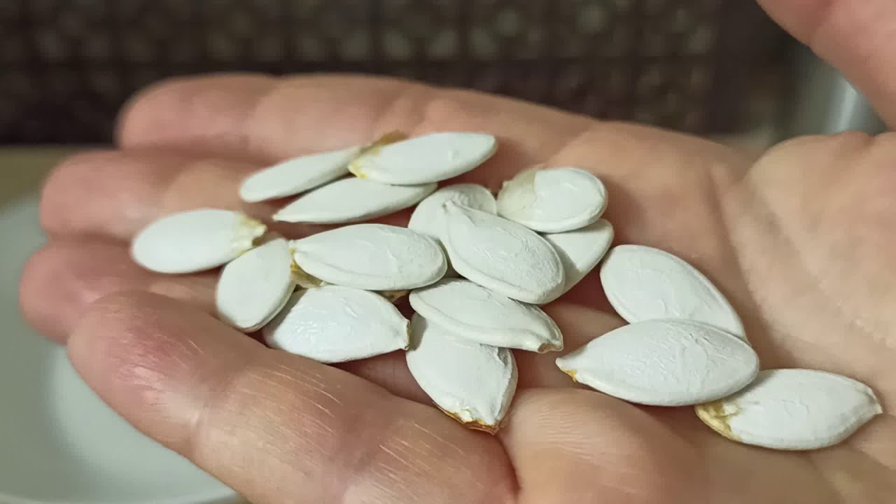 Ja jums ir ķirbju sēklas, nemetiet tās prom: kā tās atkārtoti izmantot augu stādīšanai.