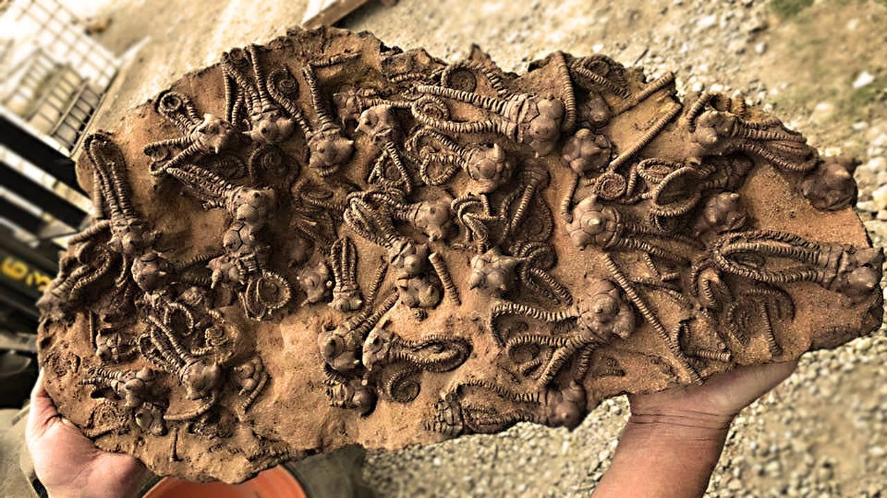 Bārdainais grifs — negaidīts dabas arheologs: senajos ligzdos atrastas espadrilas, grozi un citi senlaiku priekšmeti.