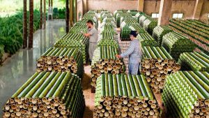 Tonnu banānu stumbru, kas paliek pēc ražas novākšanas, pārstrādā par izejmateriālu apģērbu un papīra ražošanai, bet mehāniskā ieguve un kontrolēta žāvēšana paātrina industrializāciju.
