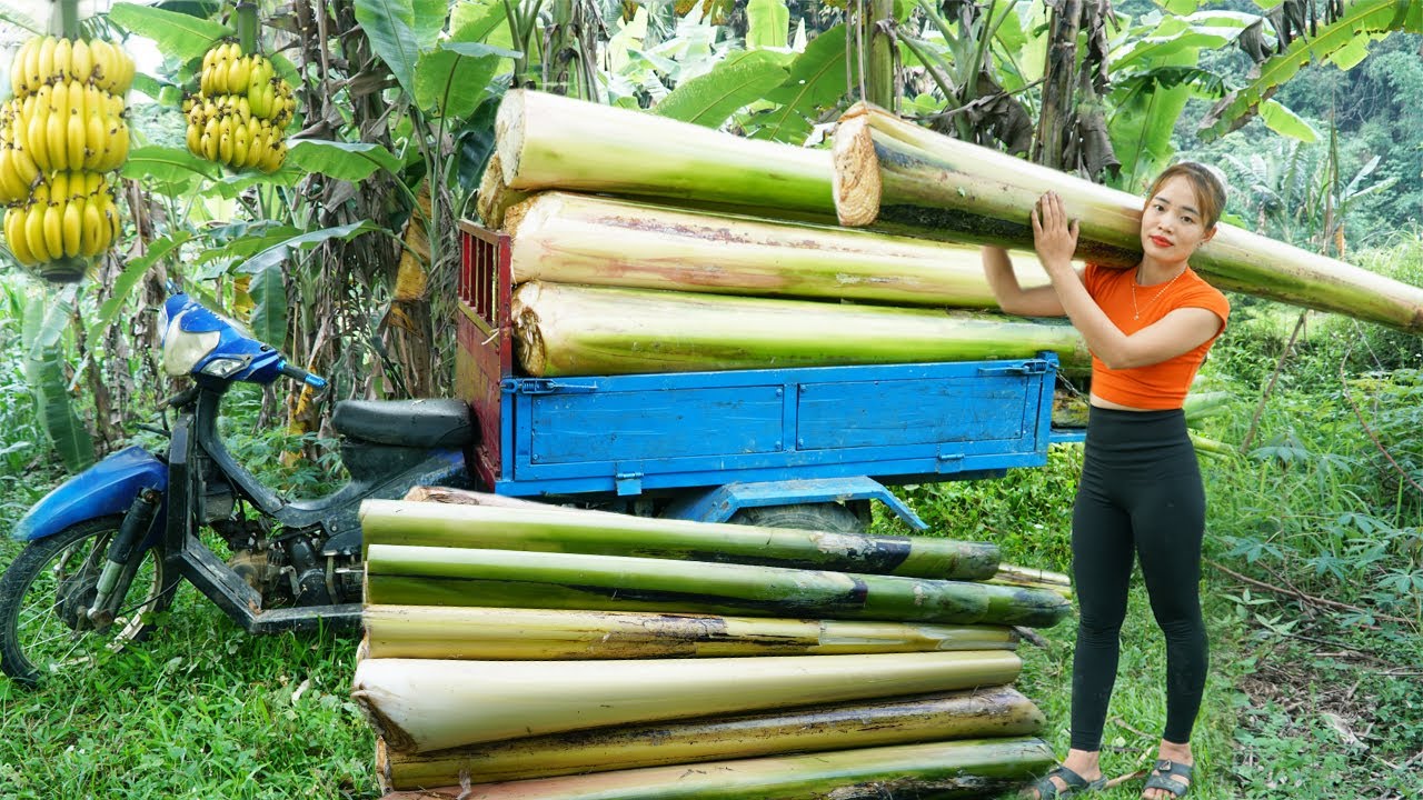 Tonnu banānu stumbru, kas paliek pēc ražas novākšanas, pārstrādā par izejmateriālu apģērbu un papīra ražošanai, bet mehāniskā ieguve un kontrolēta žāvēšana paātrina industrializāciju.