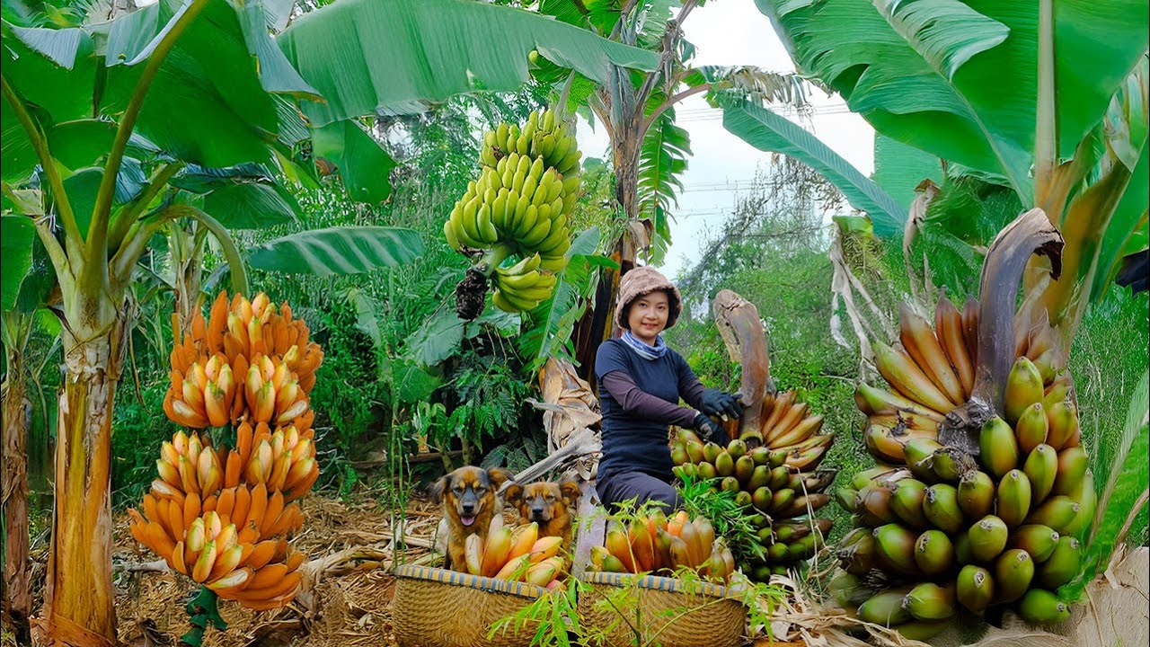 Tonnu banānu stumbru, kas paliek pēc ražas novākšanas, pārstrādā par izejmateriālu apģērbu un papīra ražošanai, bet mehāniskā ieguve un kontrolēta žāvēšana paātrina industrializāciju.