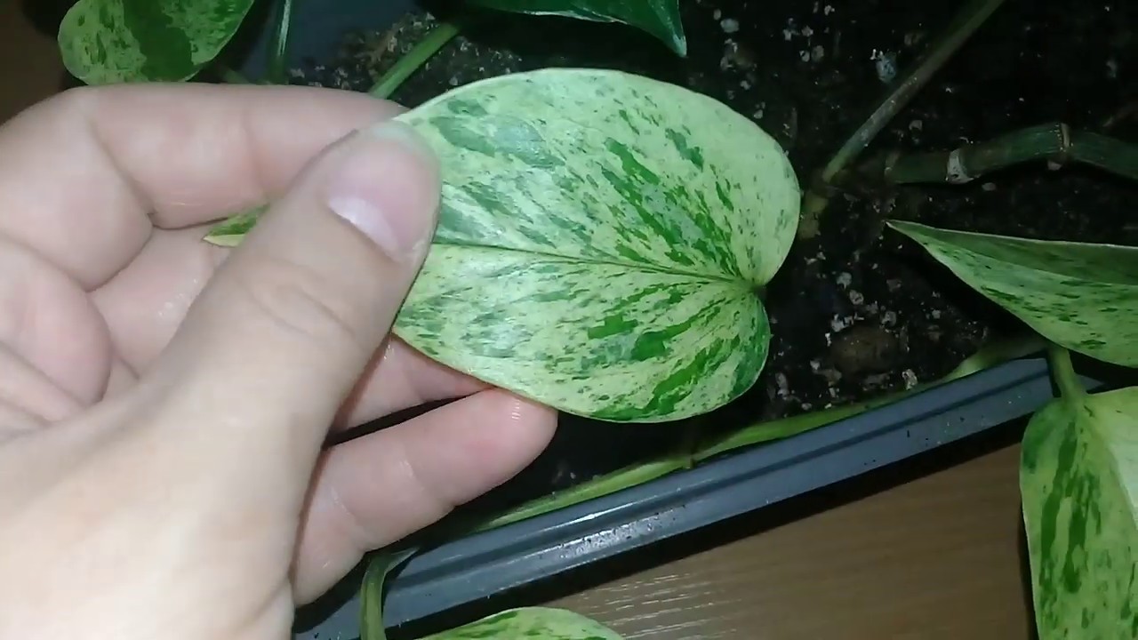 Kā panākt, lai mans skindapsus ziedētu, pat ja tas atrodas telpās?