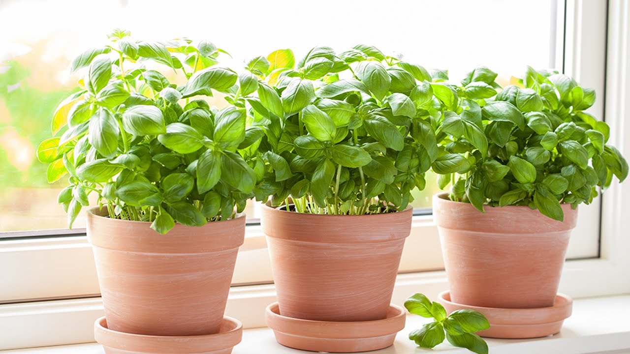 Augs, ko daudzi cilvēki tur mājās un kas palīdz atbaidīt odus bez ķimikāliju izmantošanas.