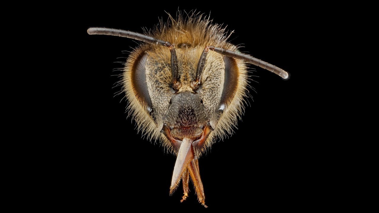 Austrālijā atklāta jauna suga “velna” bites.