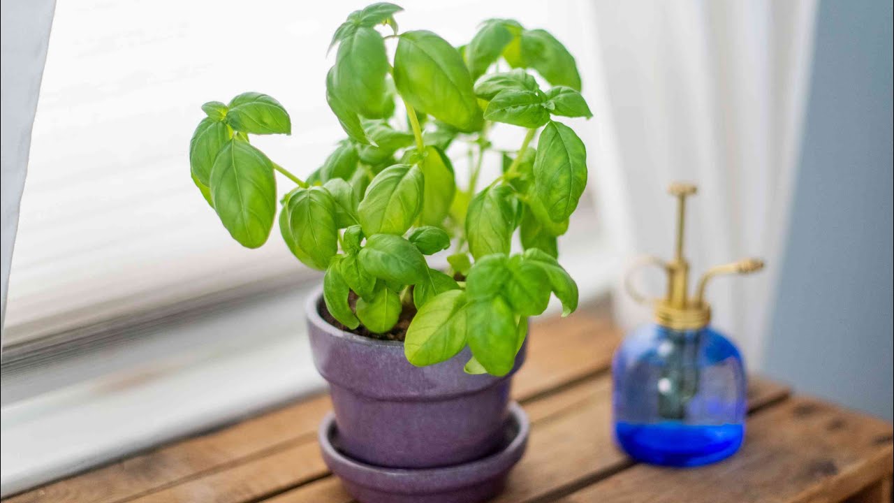 Augs, ko daudzi cilvēki tur mājās un kas palīdz atbaidīt odus bez ķimikāliju izmantošanas.