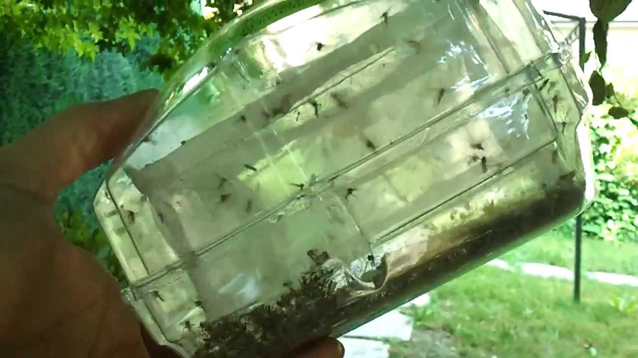 Zaļo ūdens pudeles uzkāršana uz balkona: kāpēc tas ir ieteicams un kāpēc tas ir nepieciešams.