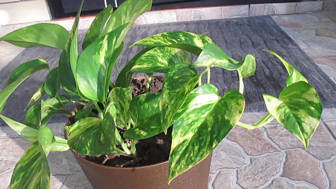 Kā panākt, lai mans skindapsus ziedētu, pat ja tas atrodas telpās?