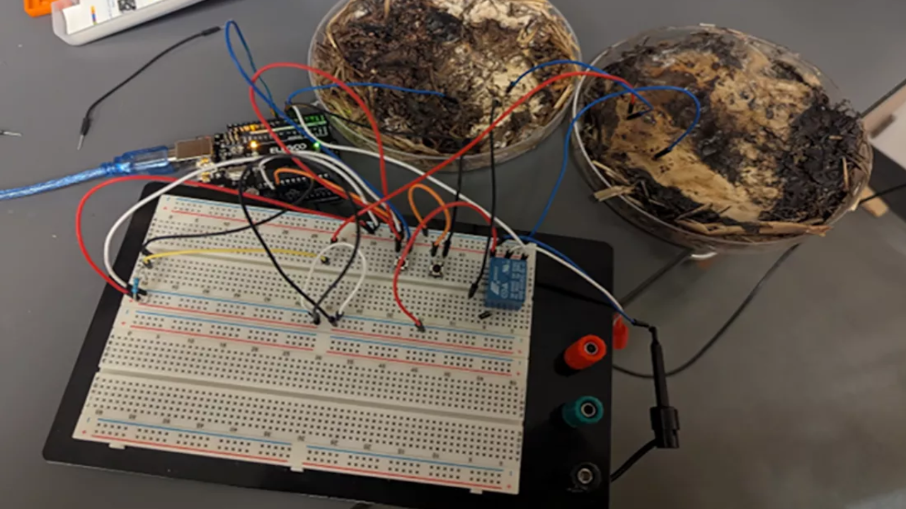Nākotnes datori ir atraduši negaidītu sabiedroto informācijas uzglabāšanai: sēnes.