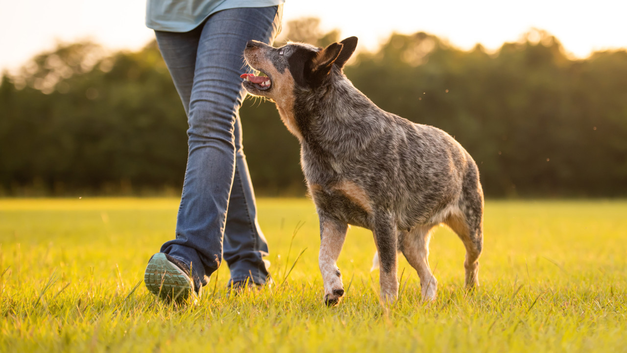 Kāpēc jūsu suns seko jums visur?