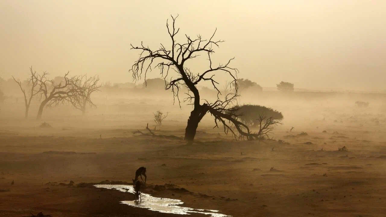 Tie savāc miglu Sahāras tuksnesī un ražo tūkstošiem litru ūdens bez lietus.