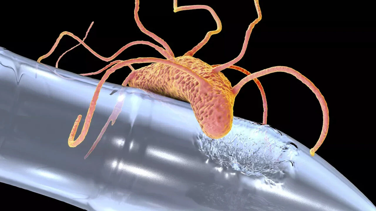 UNAM pētnieki ir atklājuši baktērijas, kas spēj sadalīt plastmasu rekordīsā laikā.