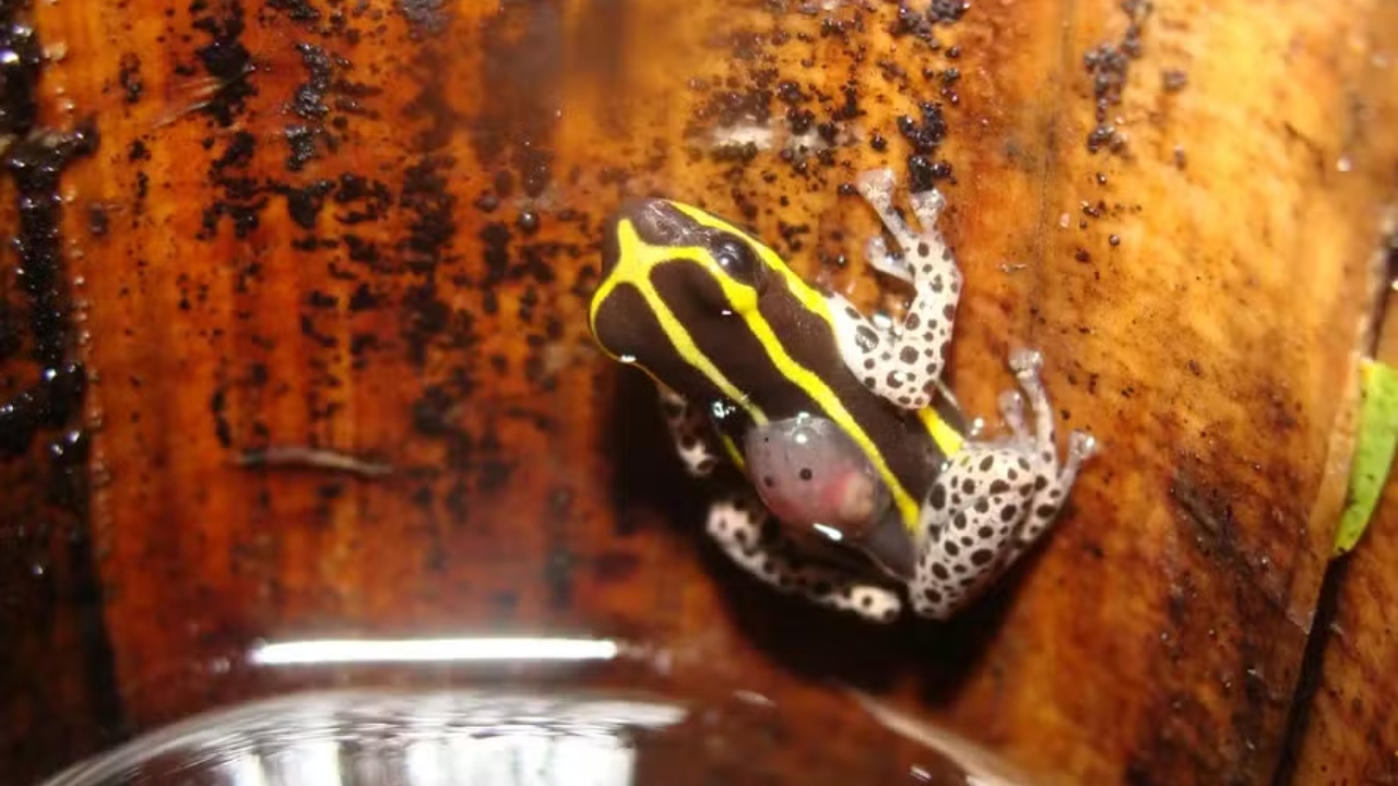 Vēsturisks atklājums Latīņamerikā: jauna suga ar unikālām īpašībām maina visu, kas bija zināms par šo sugu.