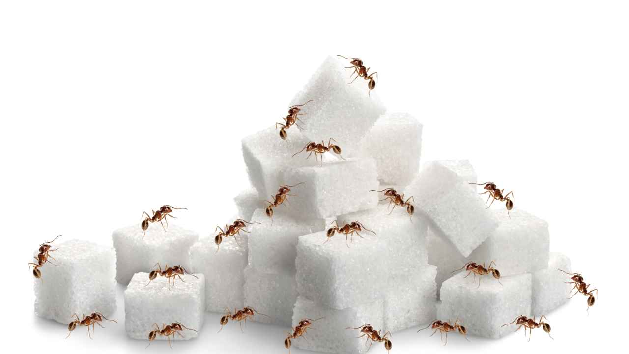 Tas nav indes vai atbaidīšanas līdzeklis: tas ir līdzeklis kājām, kas atbaida skudras no mājas.