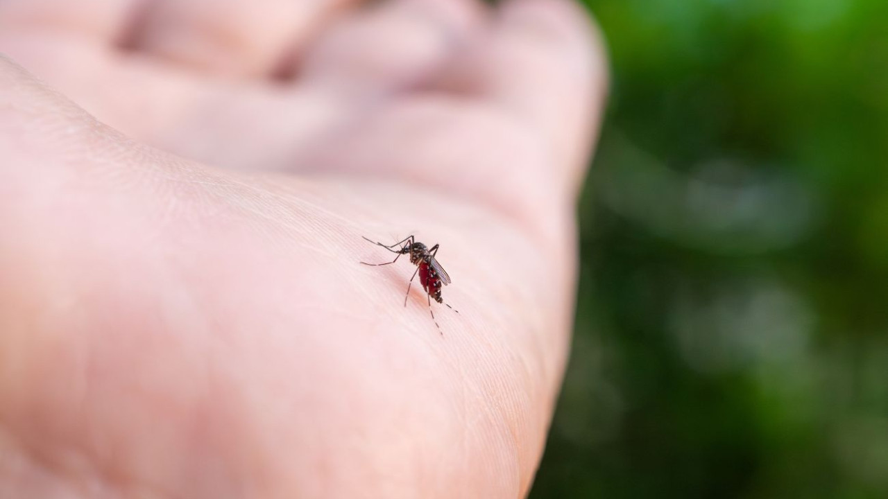 Sensacionāls notikums zooloģijas pasaulē: apstiprināta pirmā vēsturē odiņu parādīšanās šajā valstī.